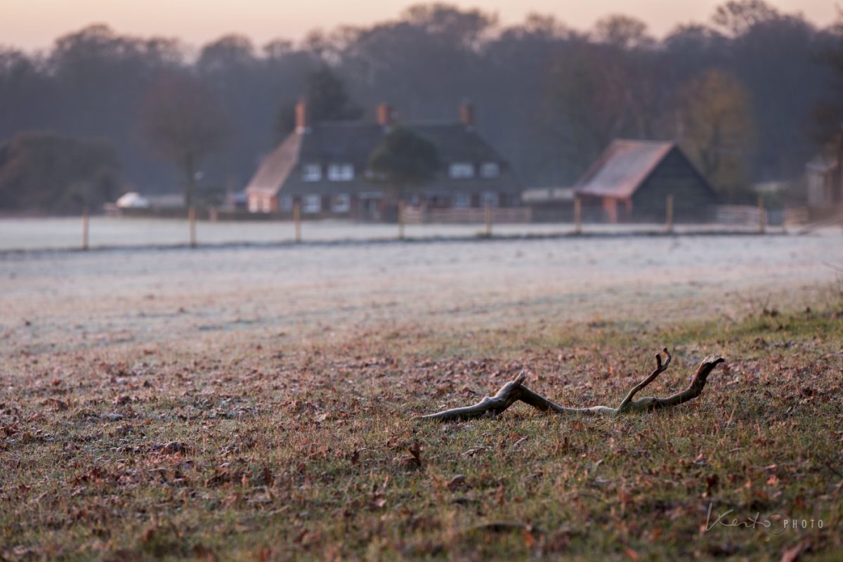 frost