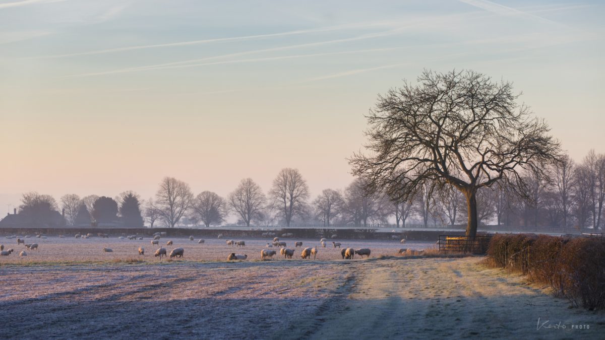 Sheep in frosty field