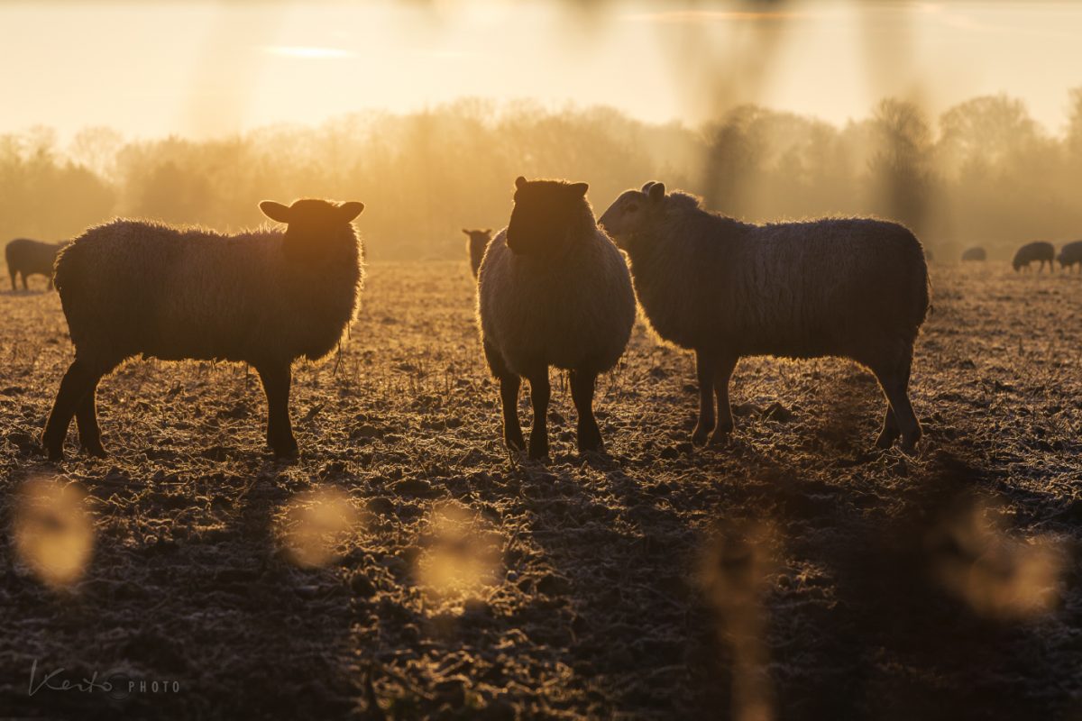 Sheep at sunrise
