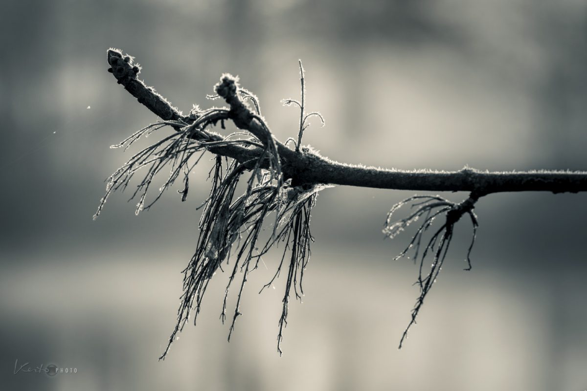 Frozen