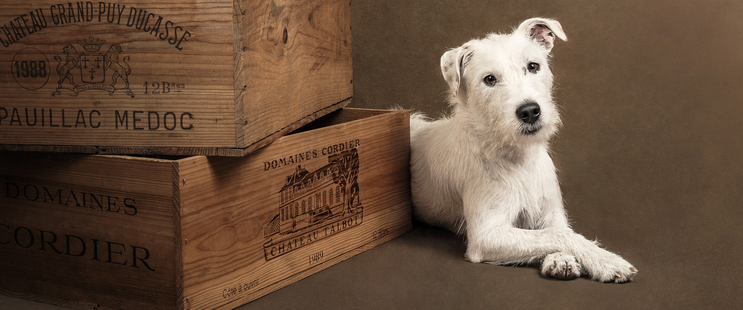 fine art dog photography berkshire