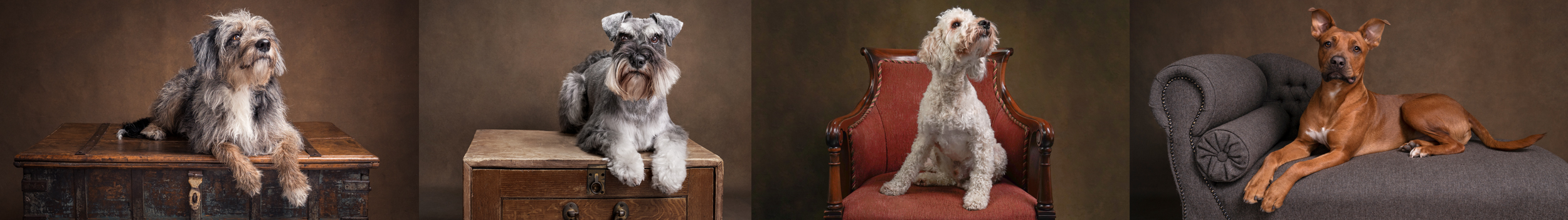 fine art pet photography in berkshire