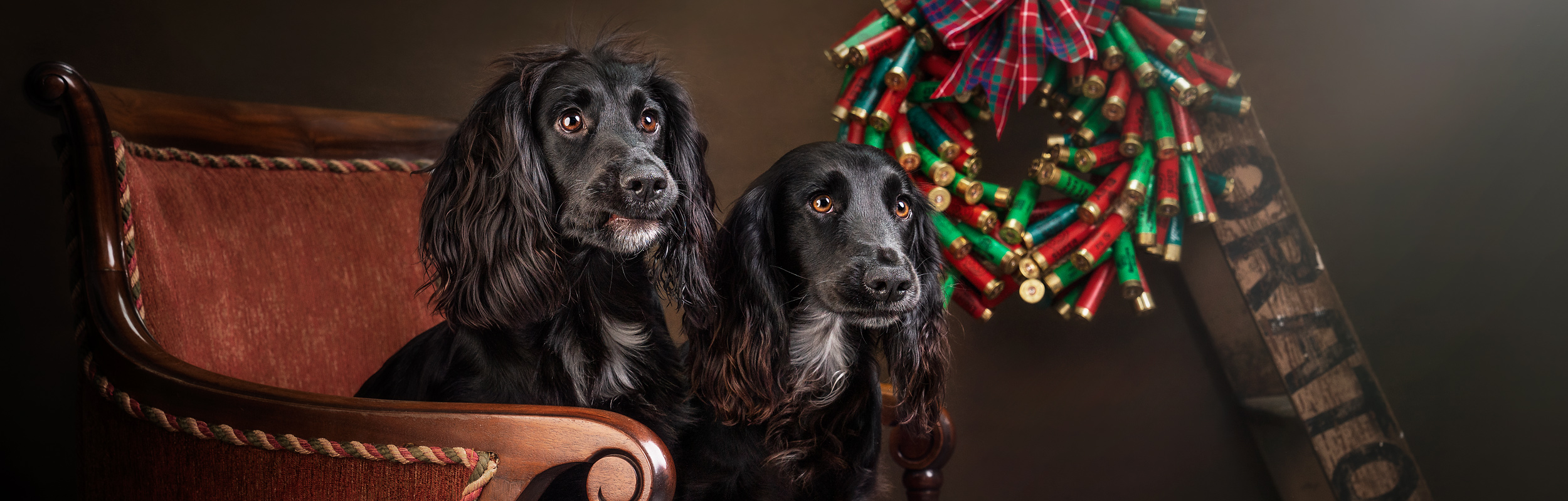 Kerto Studio pet photography