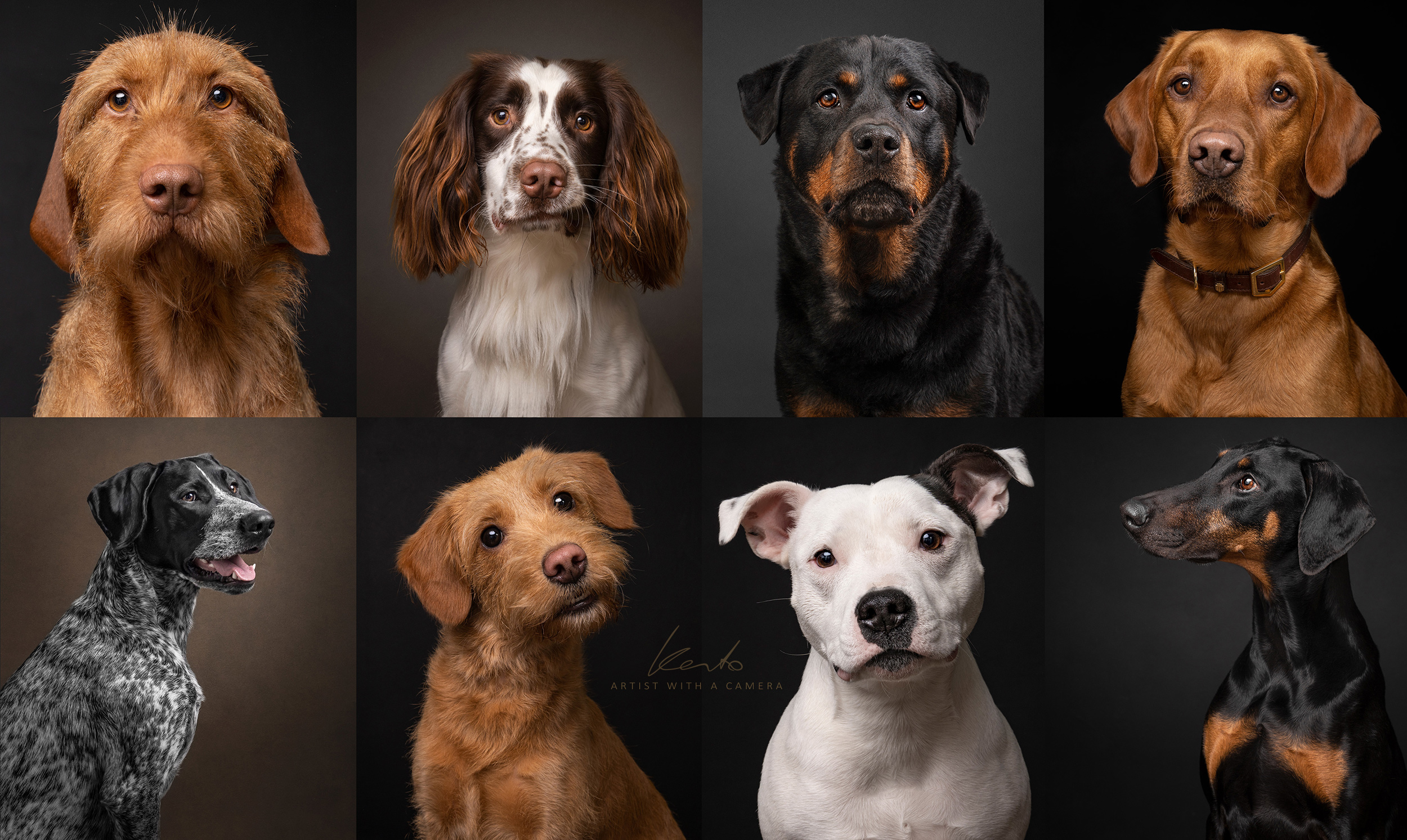 Sale > dog photo studio > in stock