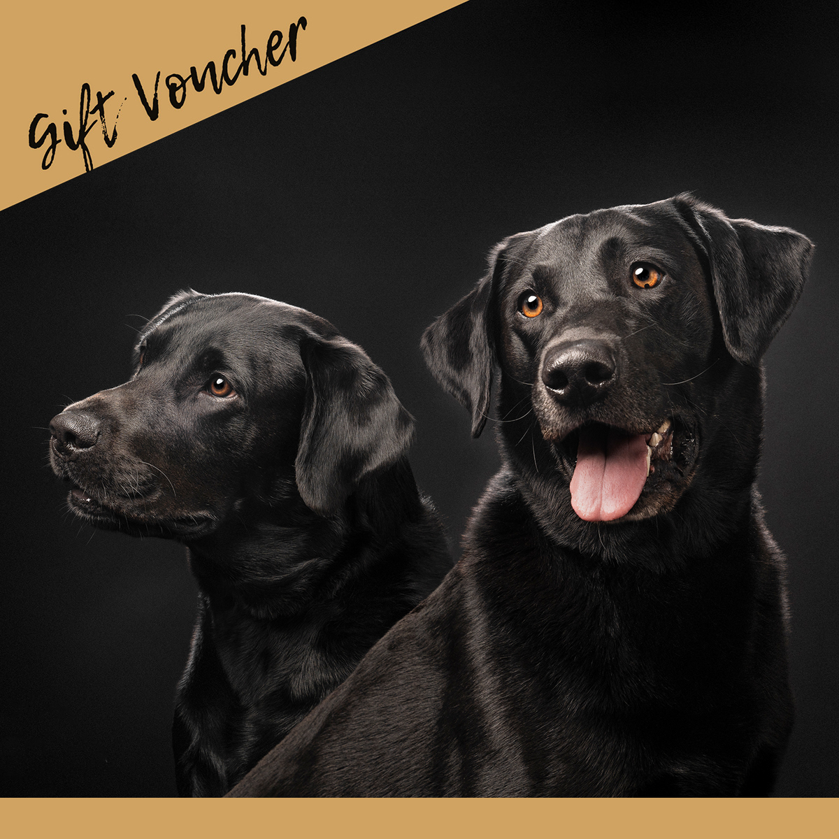 kerto-studio-pet-portrait-gift-voucher